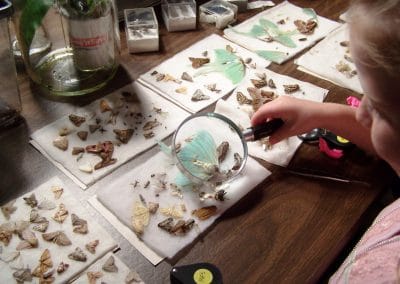 Childlooking at insects under a magnifying lens