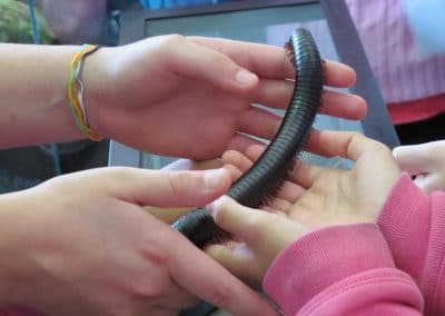 Two sets of hands holding a giant millipede