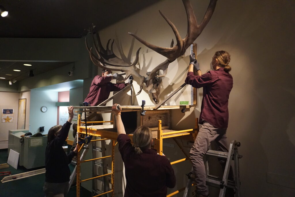 Group of people using equipment to remove elk antlers from a wall mount.