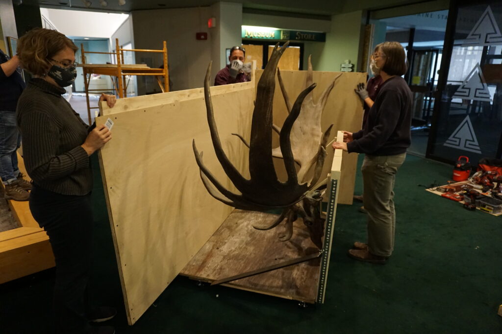 Group of people packing elk antlers into a storage box.