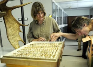 Two people look at a drawer full of insect collections.