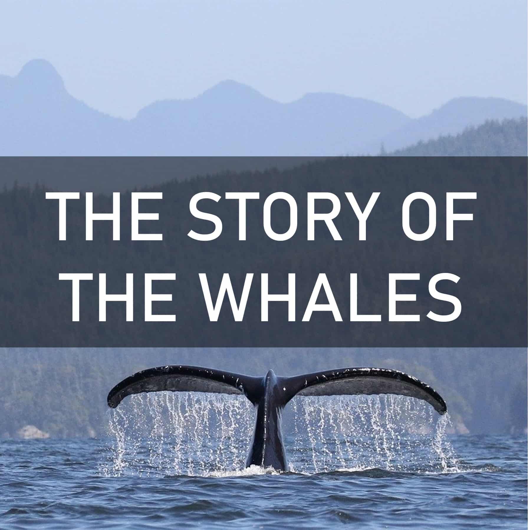 Whale tail rising out of the water with the text "The Story of the Whales"