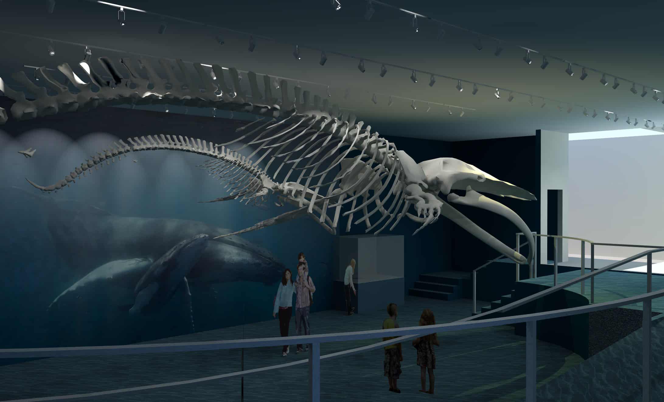 Exhibit design with whales