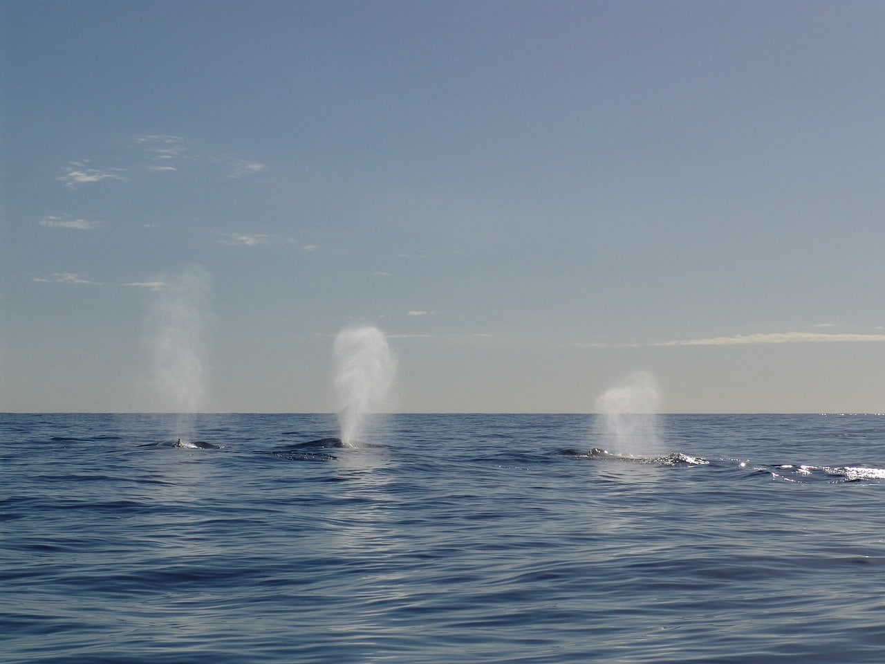 Group of humpback whales in the ocean.