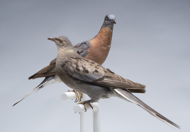Two taxidermy birds sit on a white pole against a blurred background.