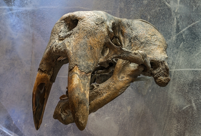 mike taylor photo of skull