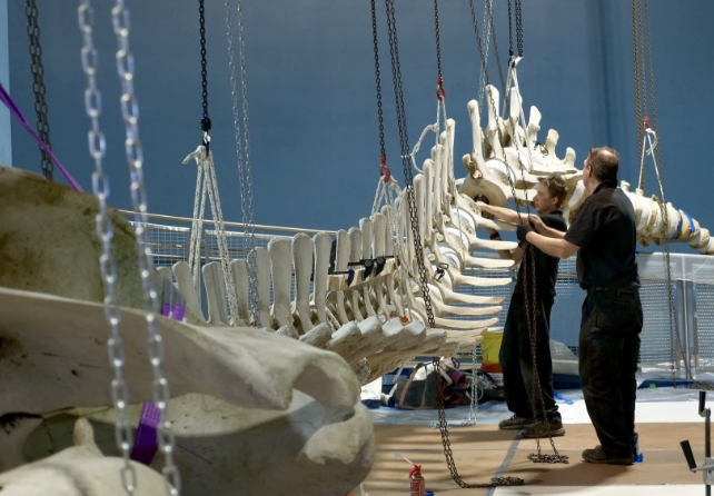 A whale skeleton is being carefully assembled by staff in a museum exhibit.