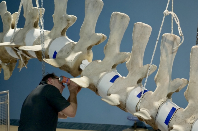 Whale bone assembly for an upcoming exhibit.