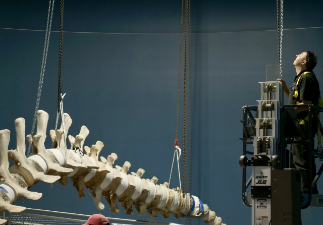 A whale skeleton is being carefully assembled by staff in a museum exhibit.