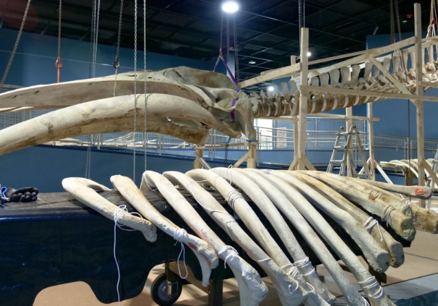 A whale skeleton is being carefully assembled by staff in a museum exhibit.