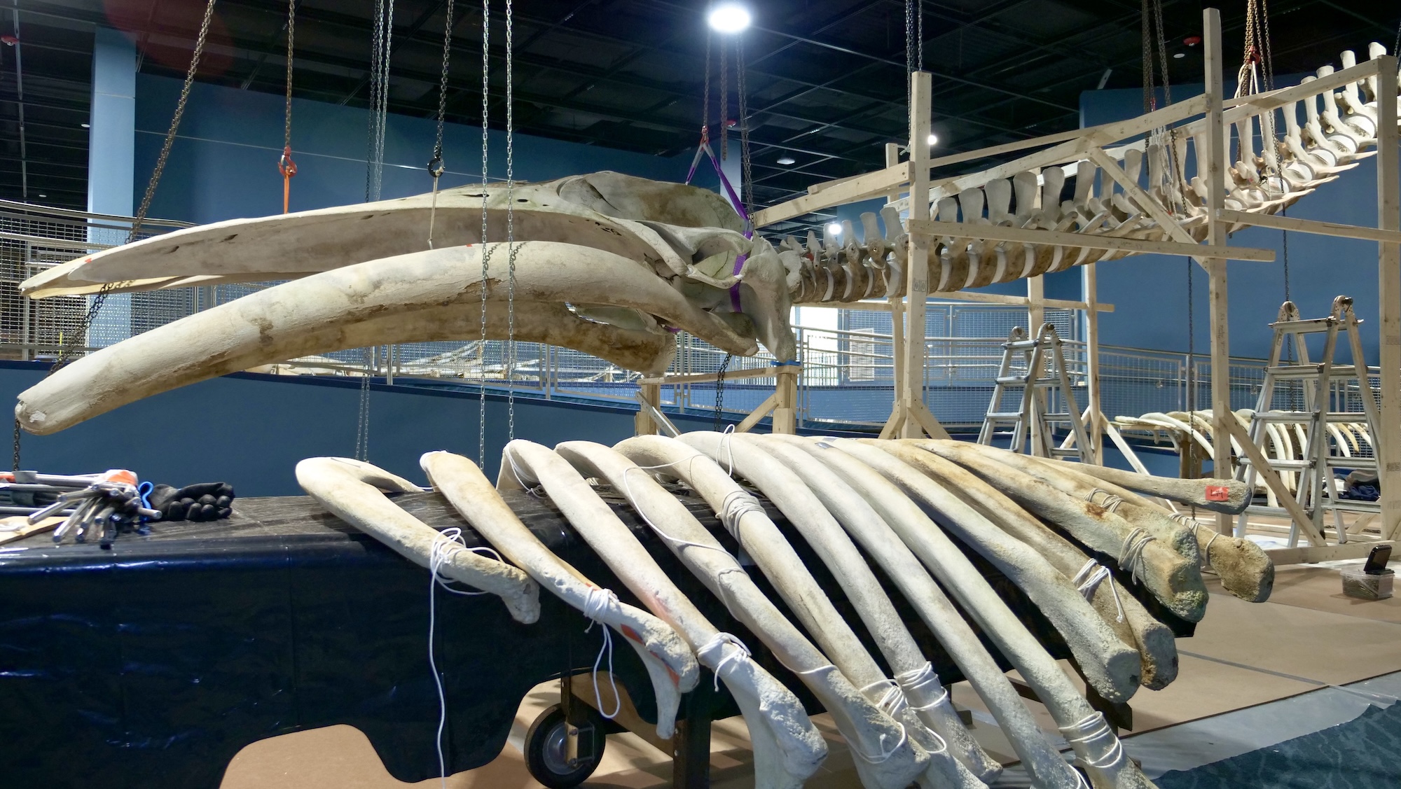 Whale bones hung in exhibit