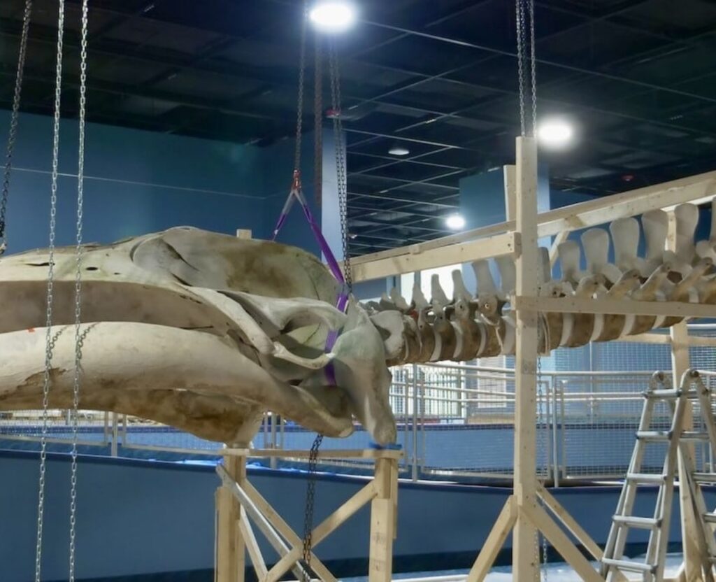 A whale skeleton is being carefully assembled by museum staff in a well-lit exhibit space. 