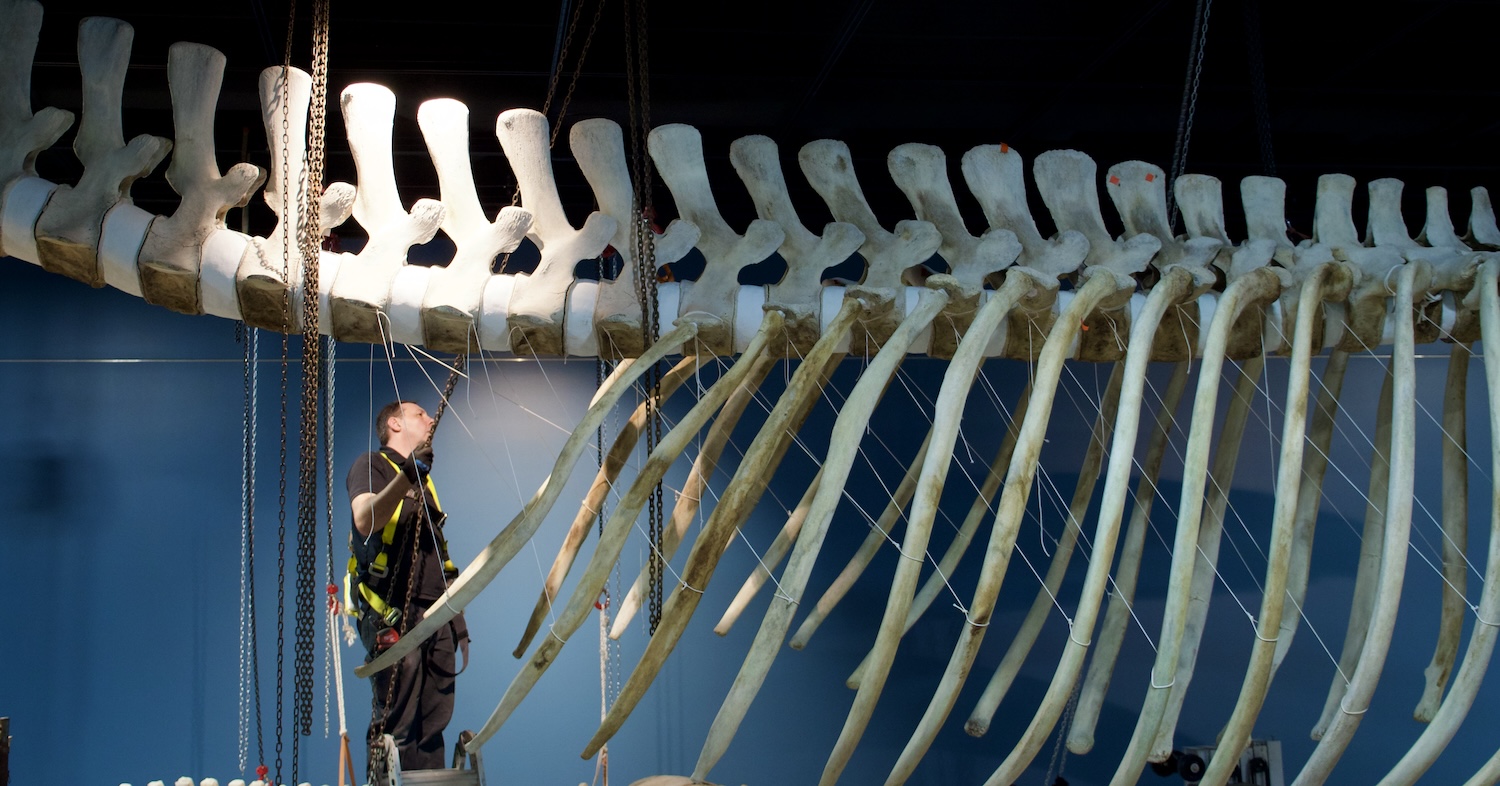 Dan DenDanto of Whales and Nails working on a museum exhibit.
