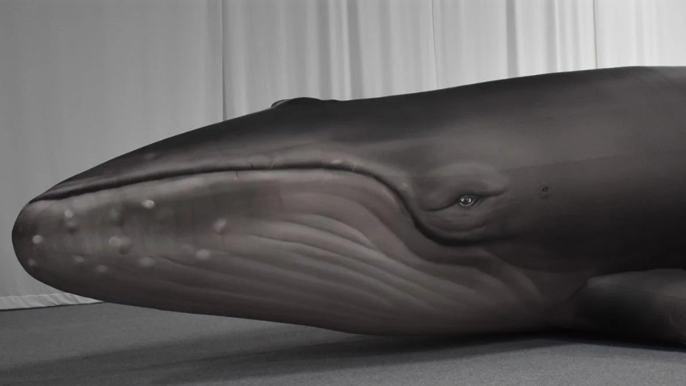 An inflatable whale's head