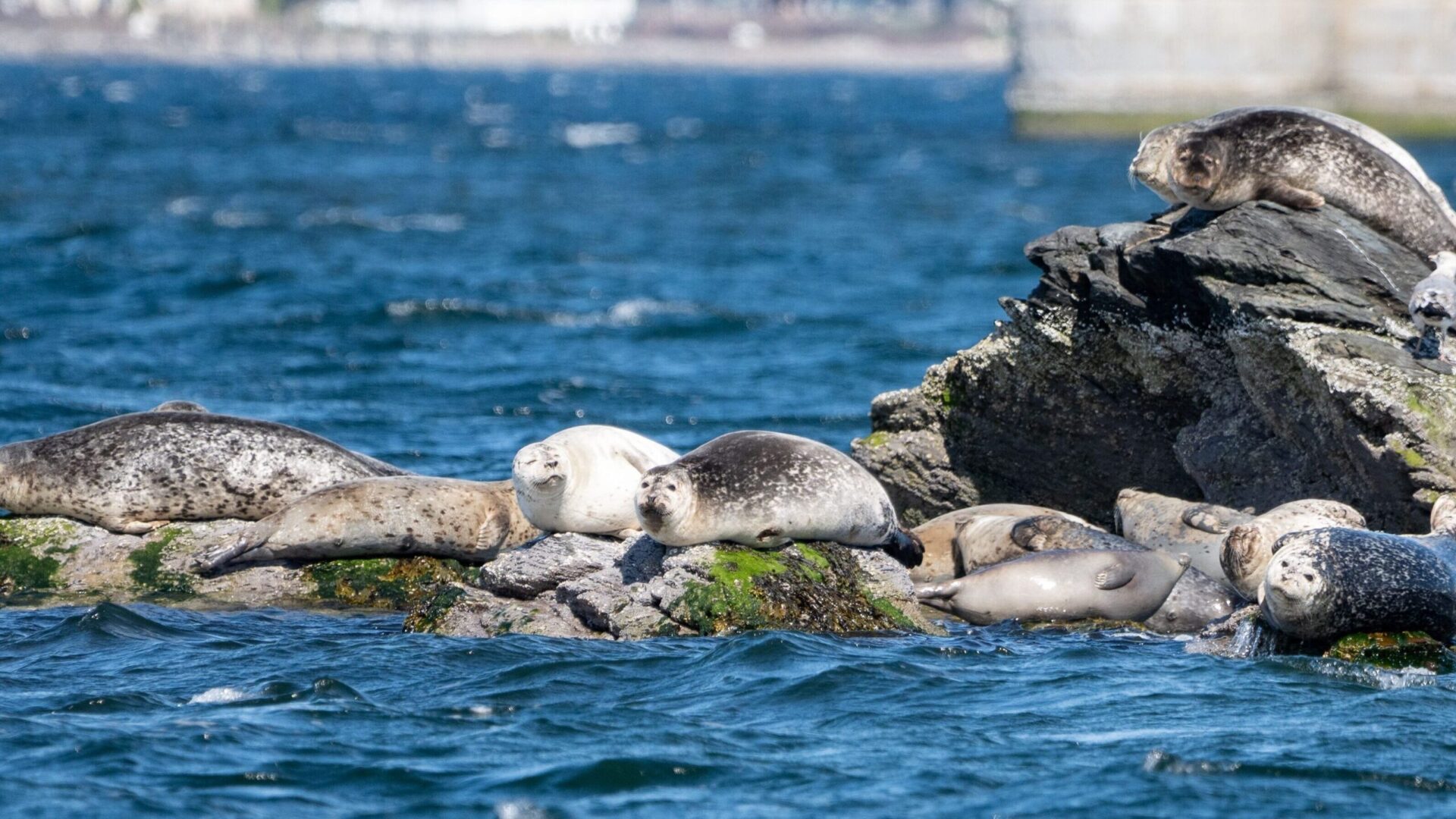 Seals on the coast of Maine